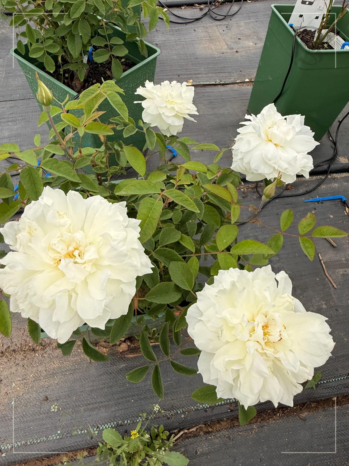 Susan Williams-Ellis rose plant from Rosestyle