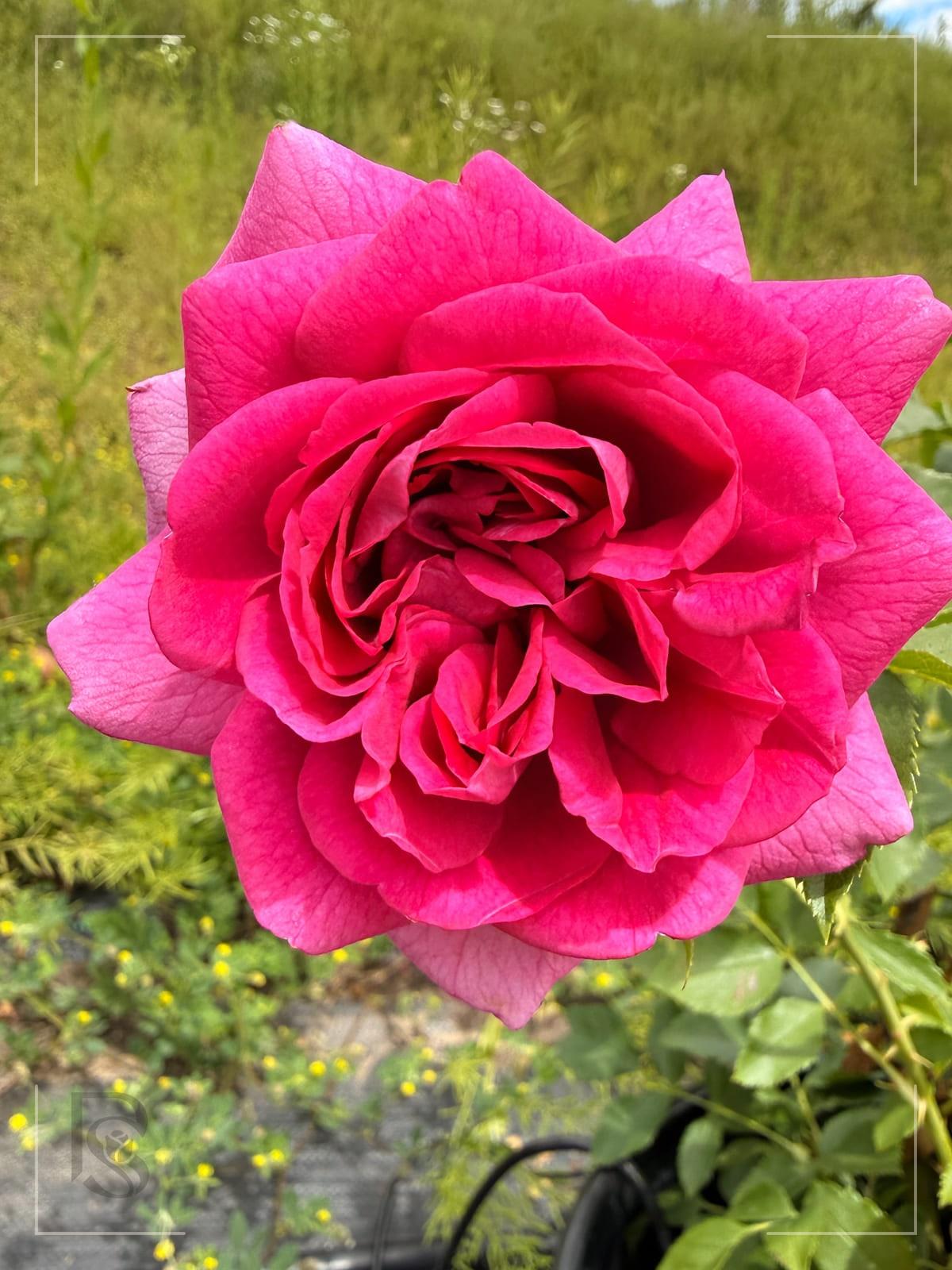 蓝夫人 Rosestyle 鲜活玫瑰植株