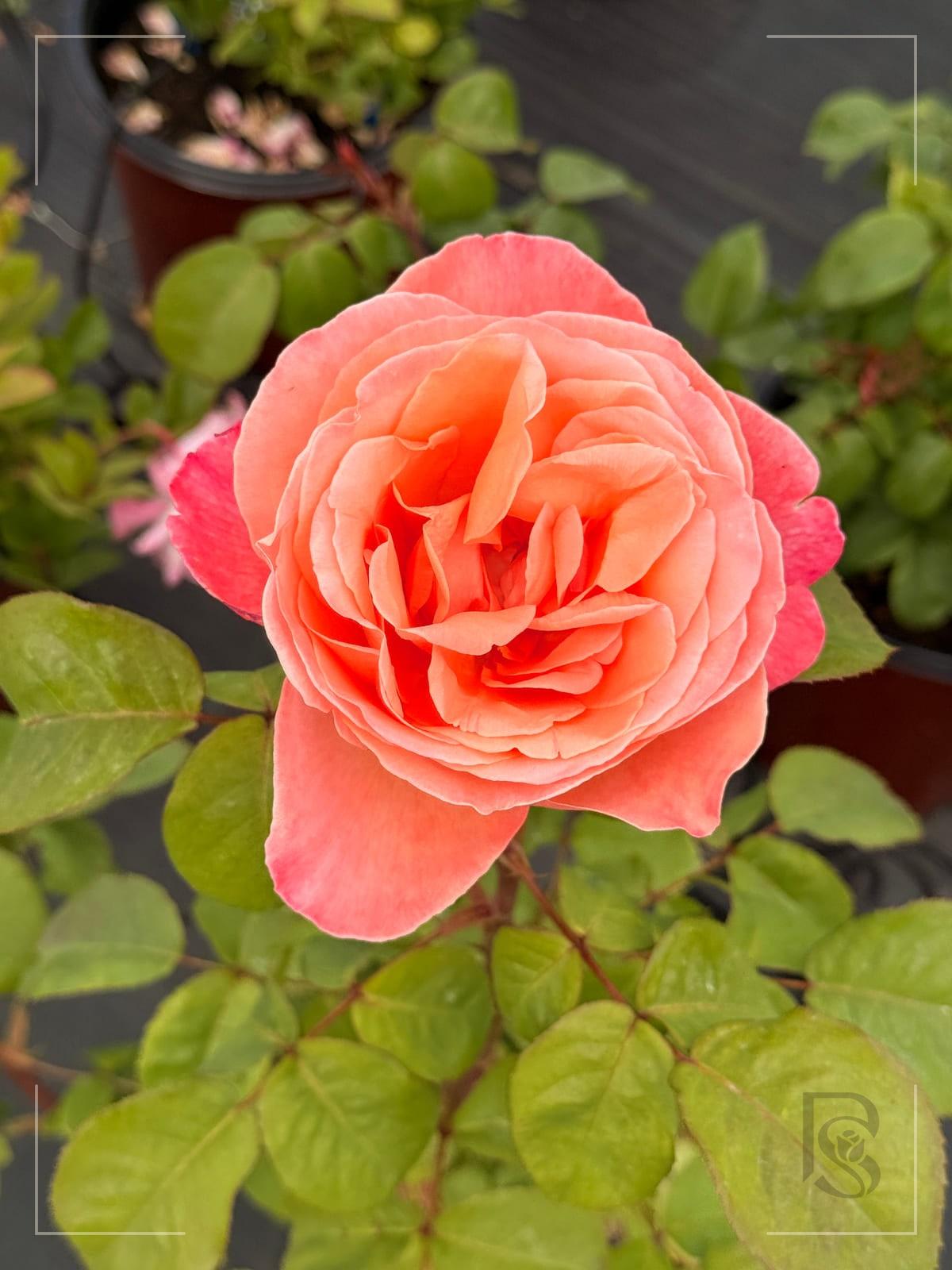 梅昂小姐 Rosestyle 鲜活玫瑰植株