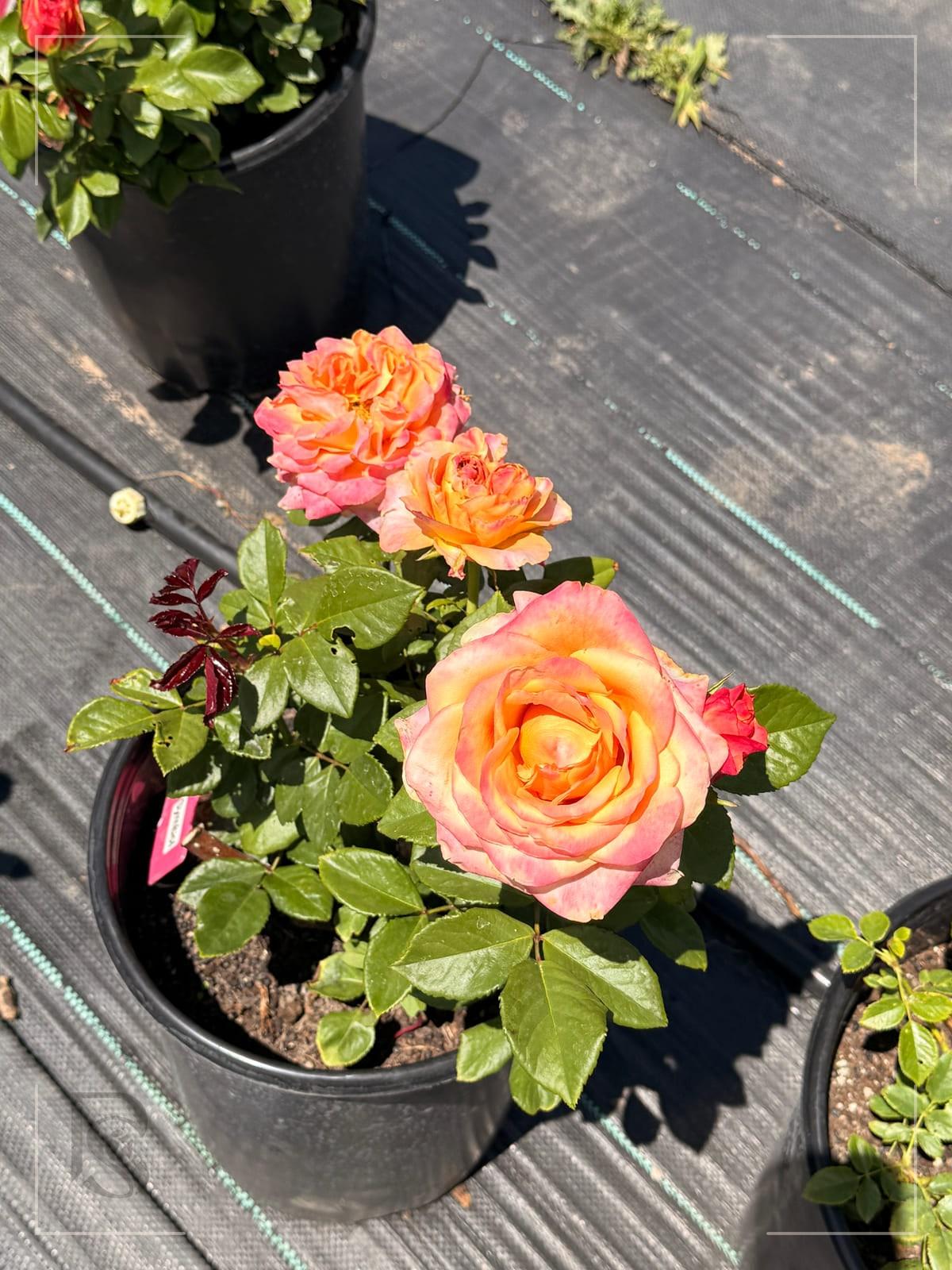 Symbol rose plant from Rosestyle
