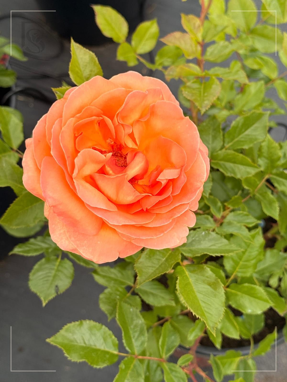 Tangerine Skies rose plant from Rosestyle