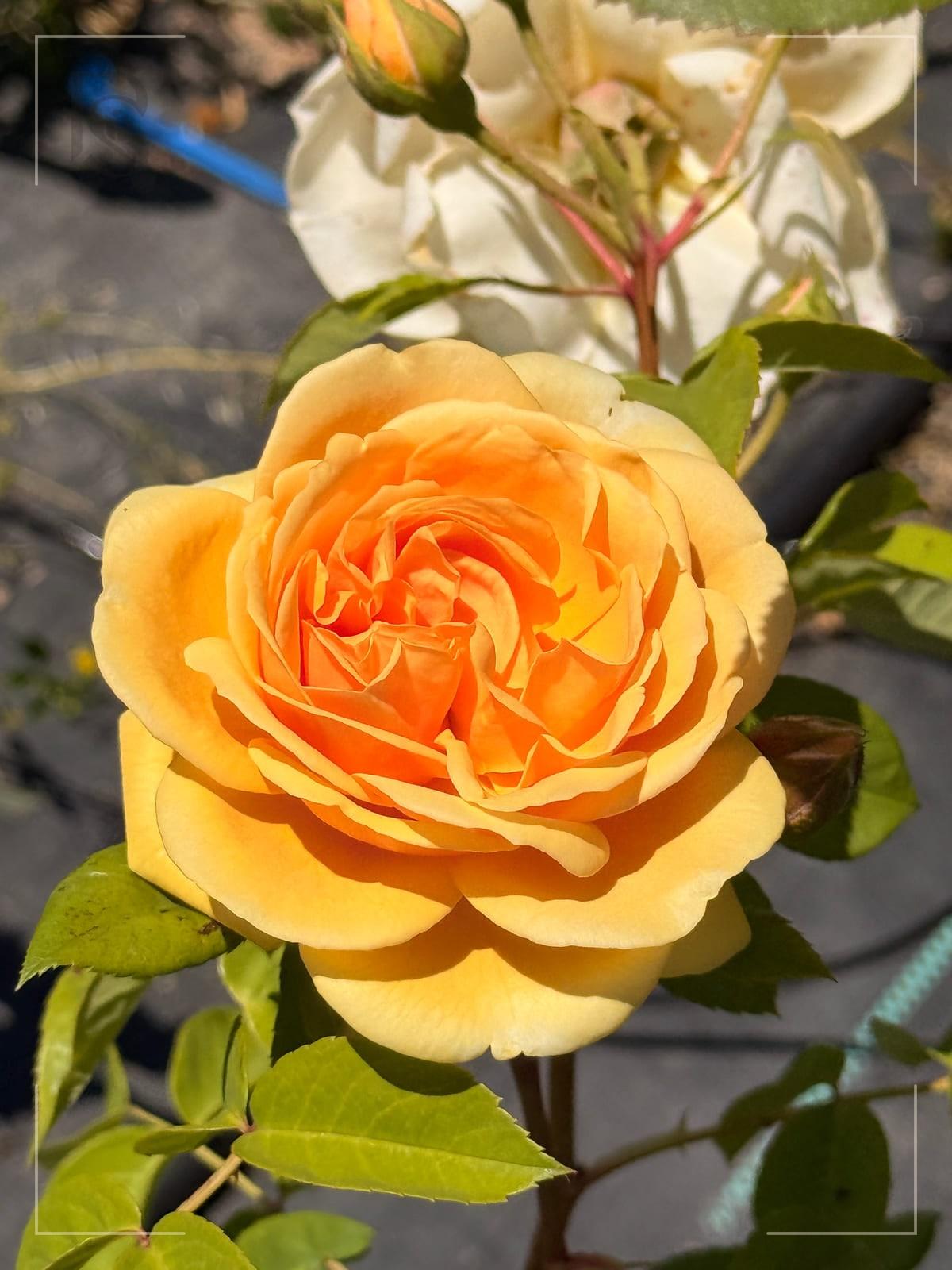欢笑格鲁吉亚 Rosestyle 鲜活玫瑰植株
