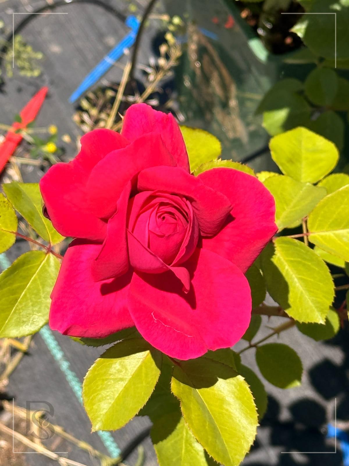 德伯家的苔丝 Rosestyle 鲜活玫瑰植株
