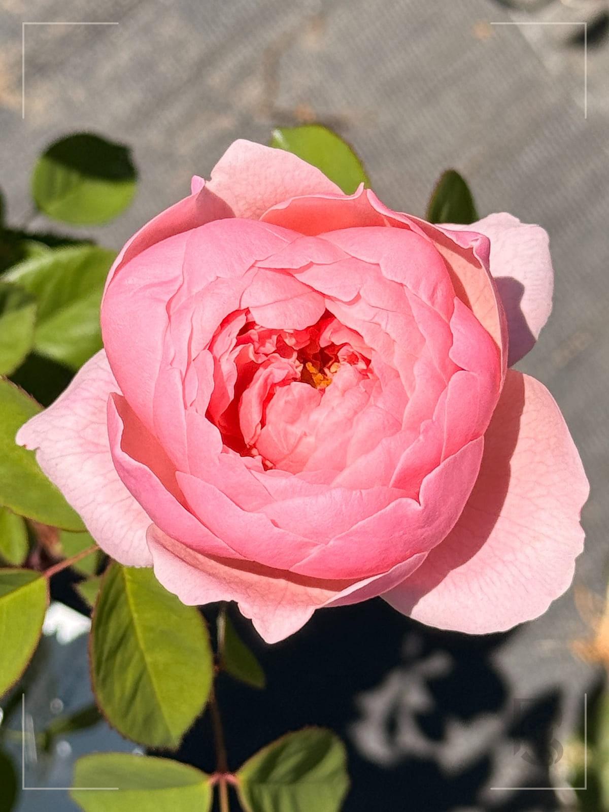The Alnwick Rose rose plant from Rosestyle