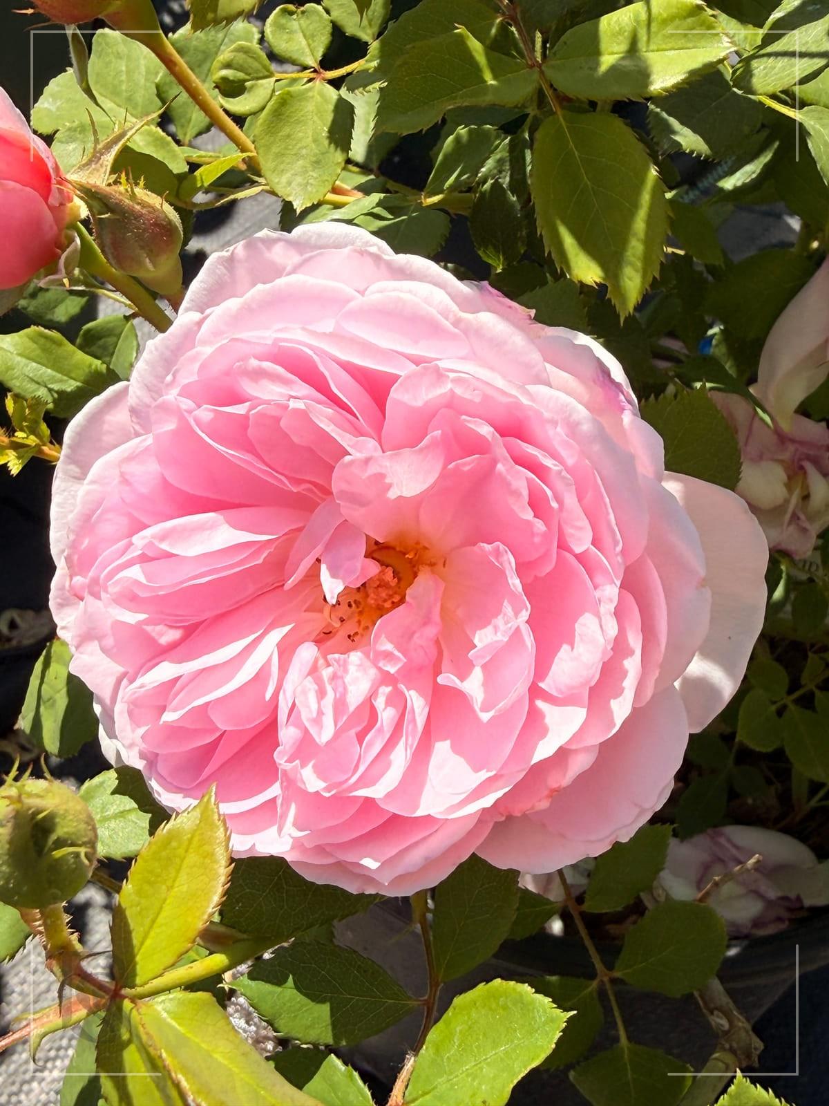 The Ancient Mariner rose plant from Rosestyle