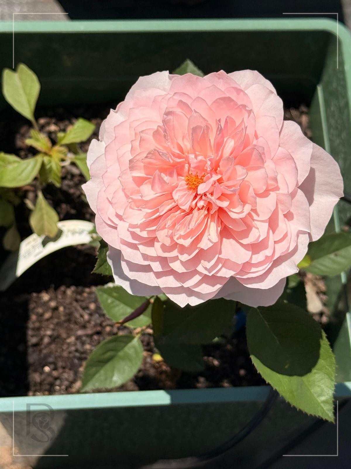 园丁夫人 Rosestyle 鲜活玫瑰植株