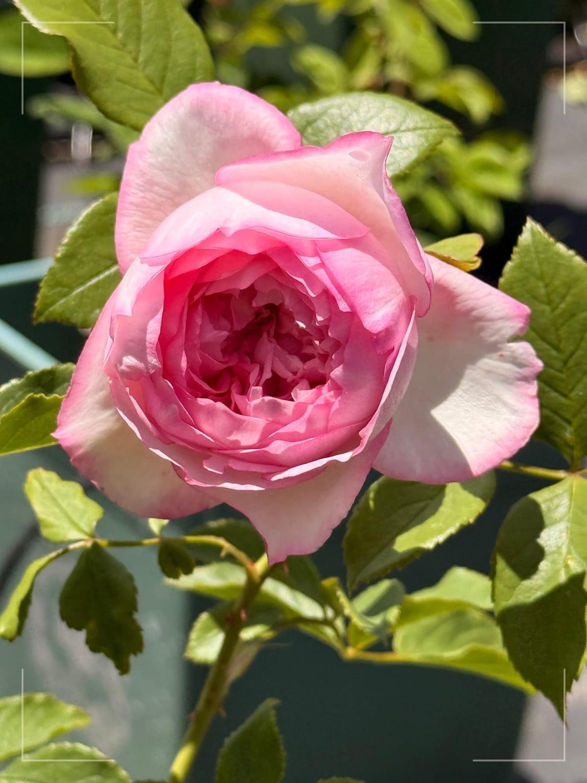The Mill on The Floss rose plant from Rosestyle