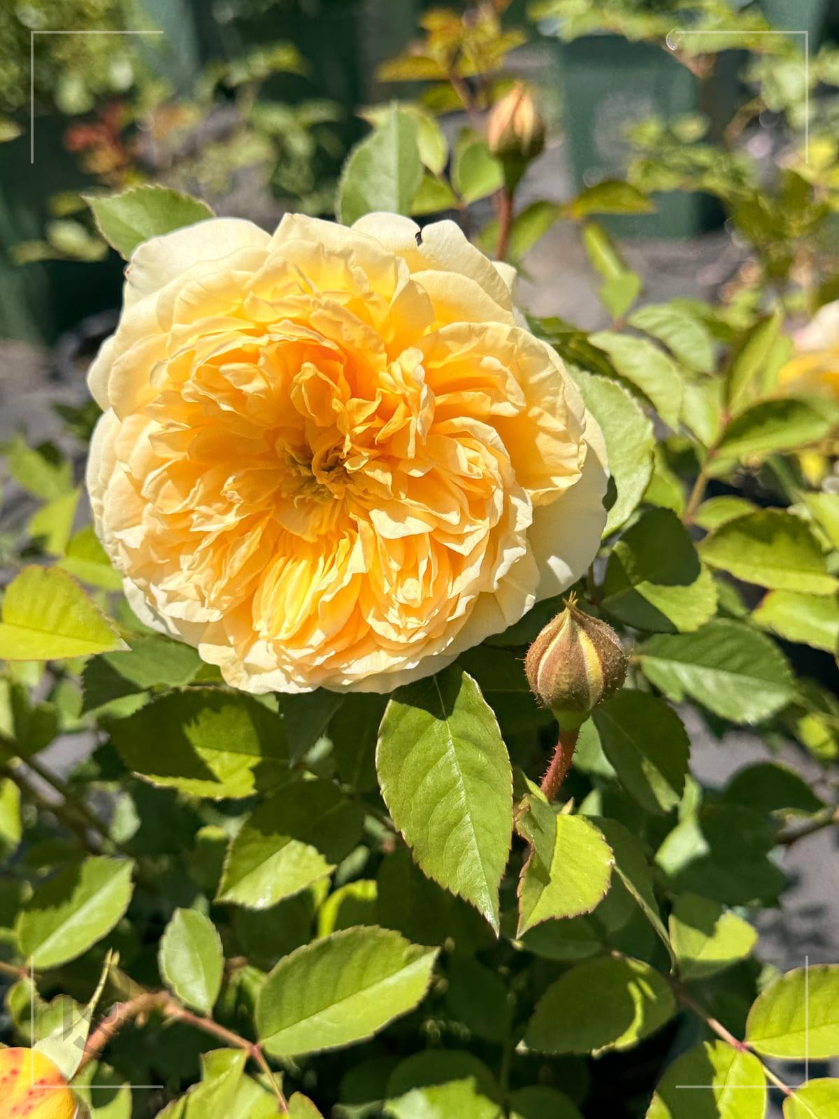 朝圣者 Rosestyle 鲜活玫瑰植株