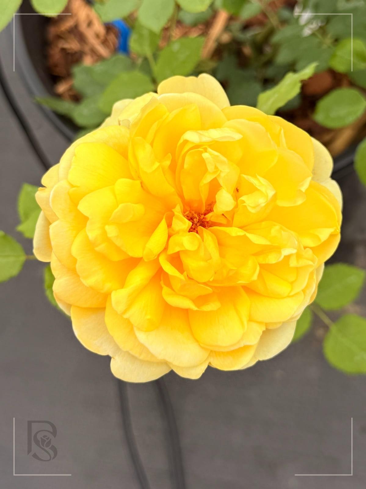 诗人的妻子 Rosestyle 鲜活玫瑰植株