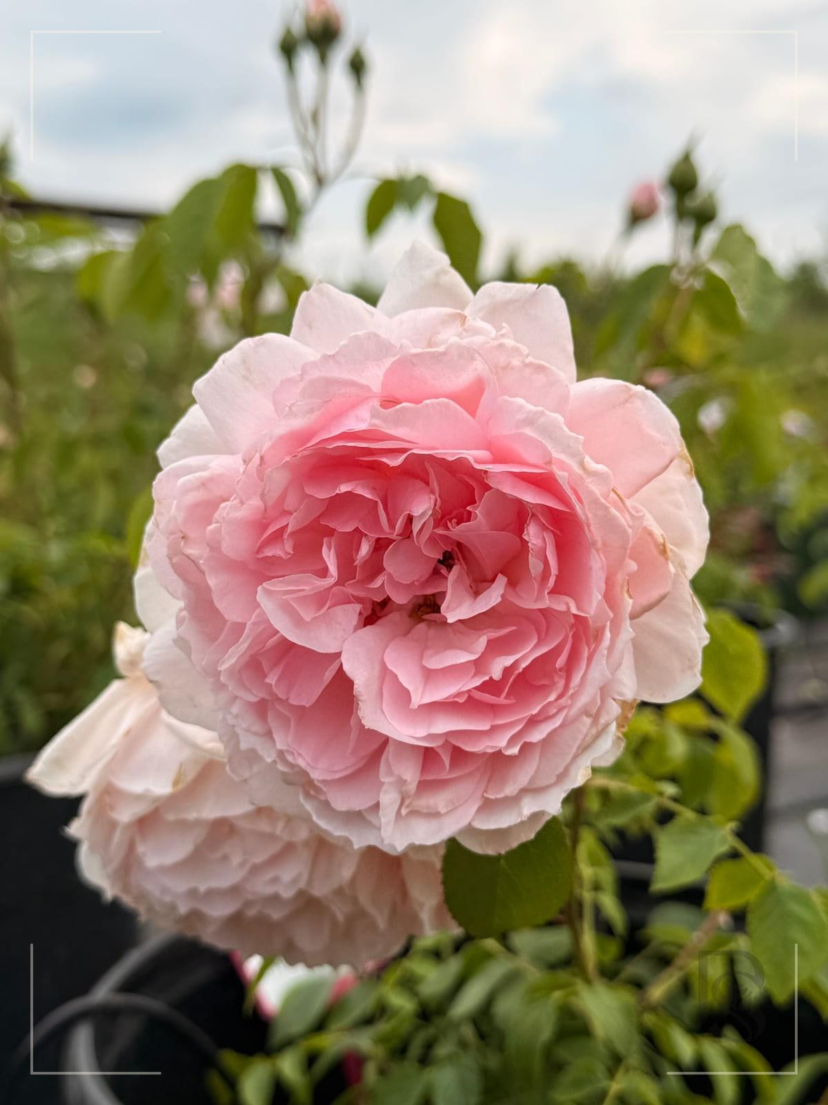 The Wedgwood rose plant from Rosestyle