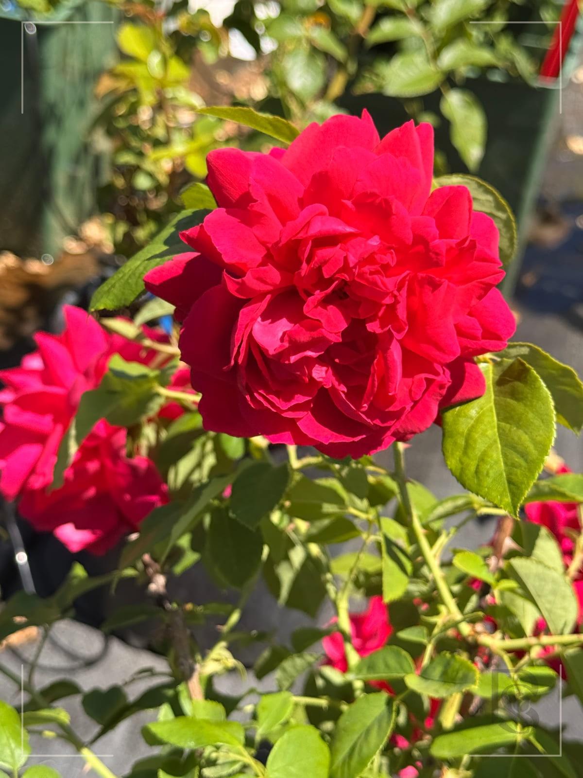 Thomas A Becket rose plant from Rosestyle