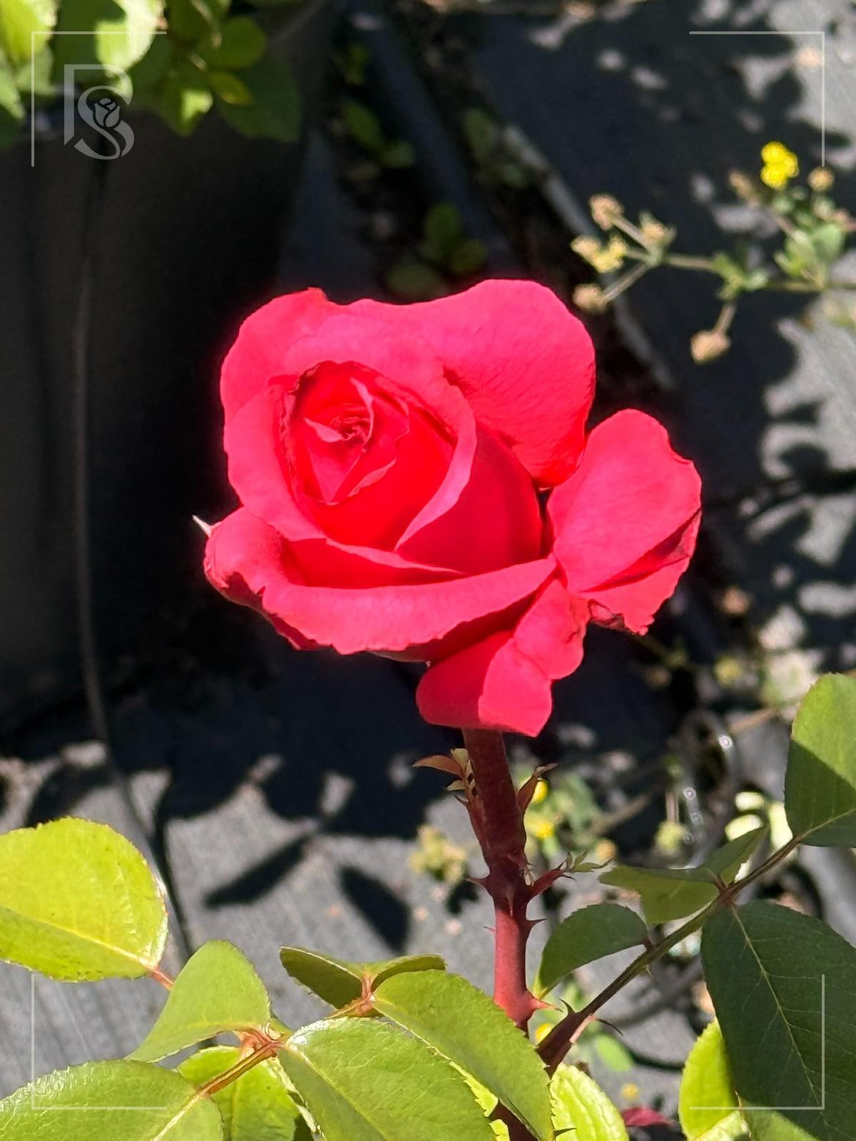 Tiamo rose plant from Rosestyle