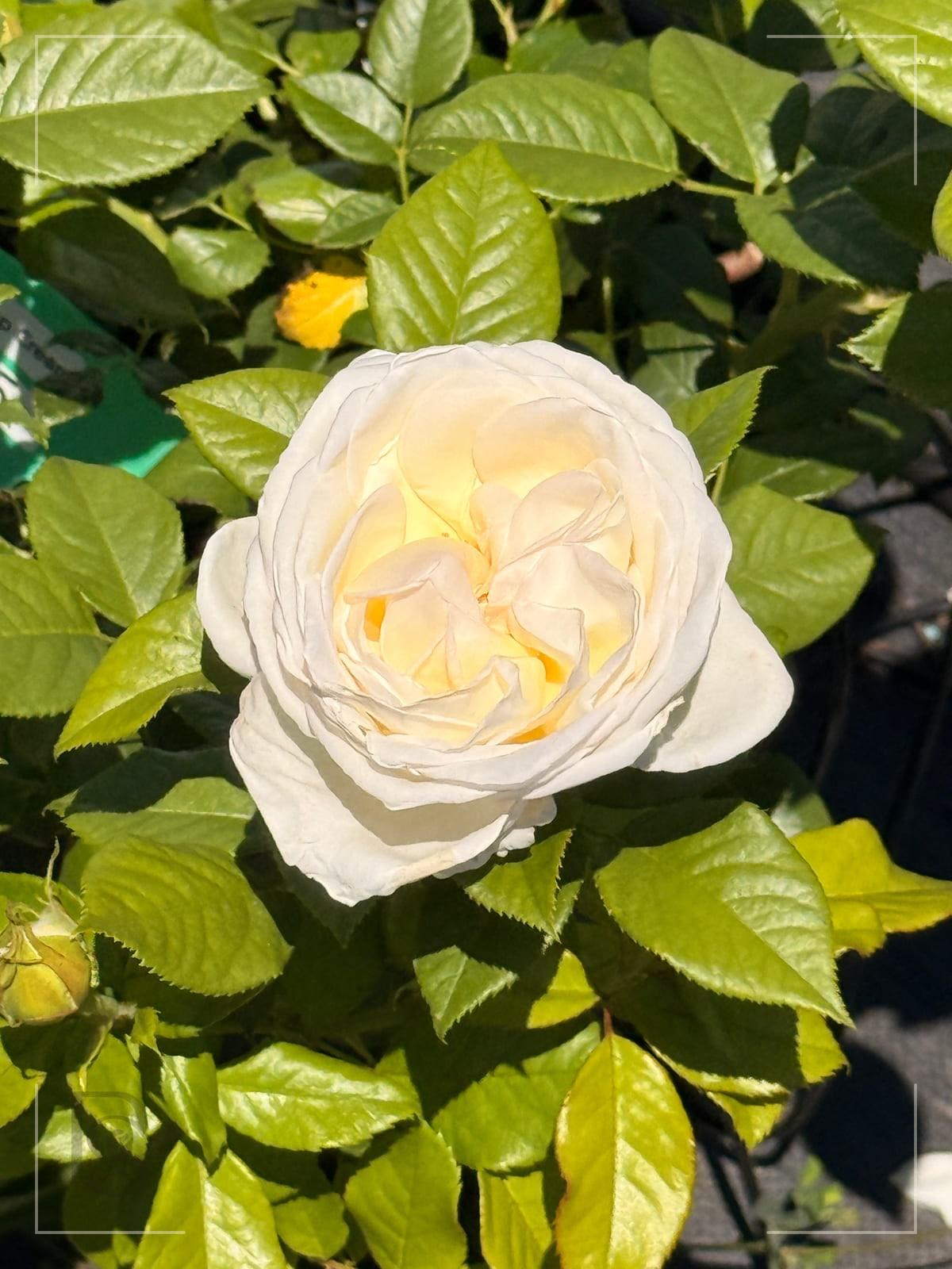 Top Cream rose plant from Rosestyle