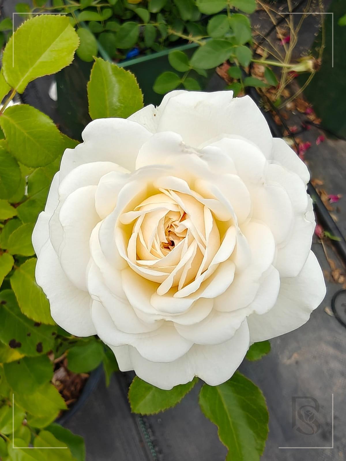 Tranquillity rose plant from Rosestyle