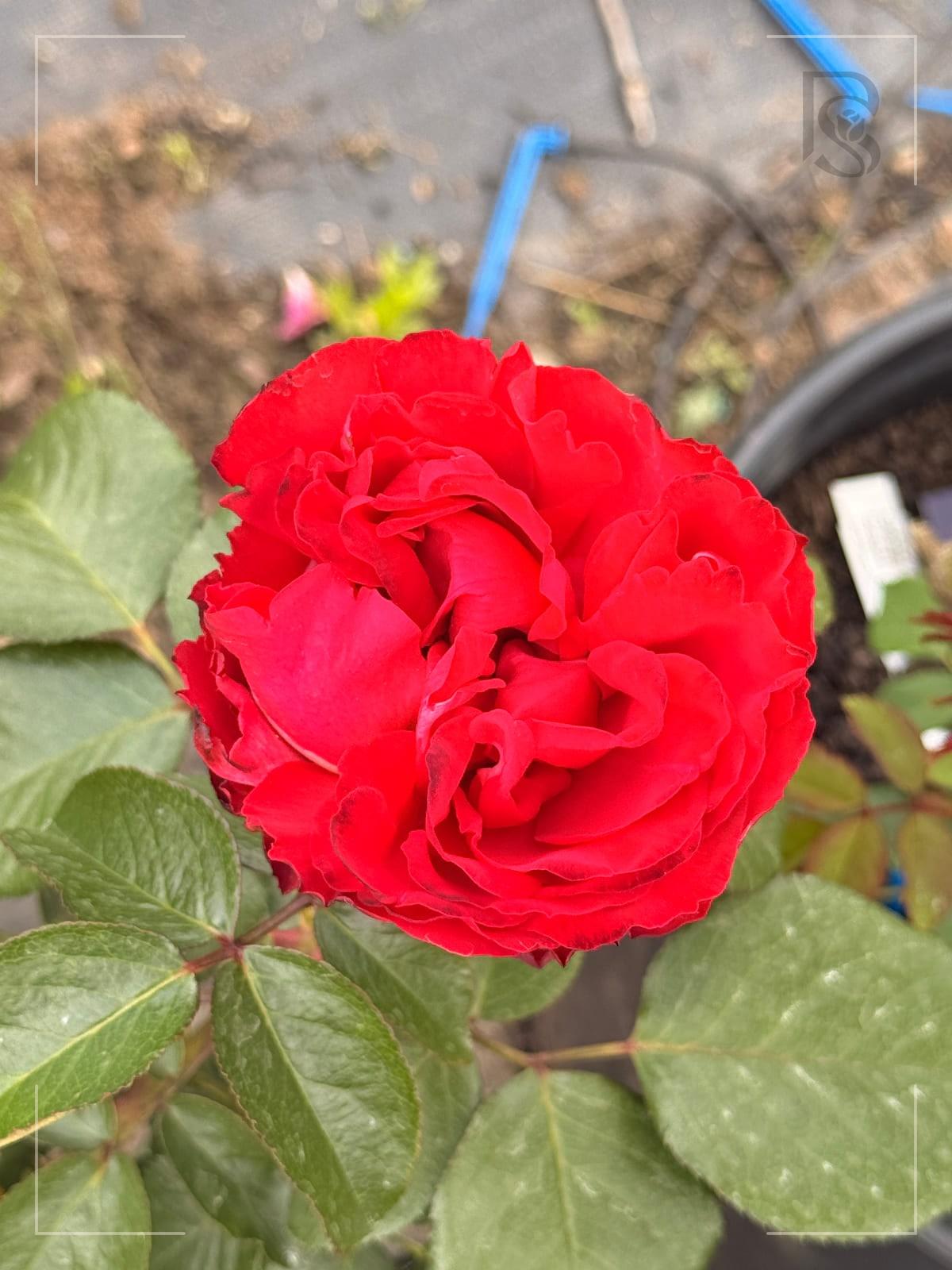 Traviata rose plant from Rosestyle