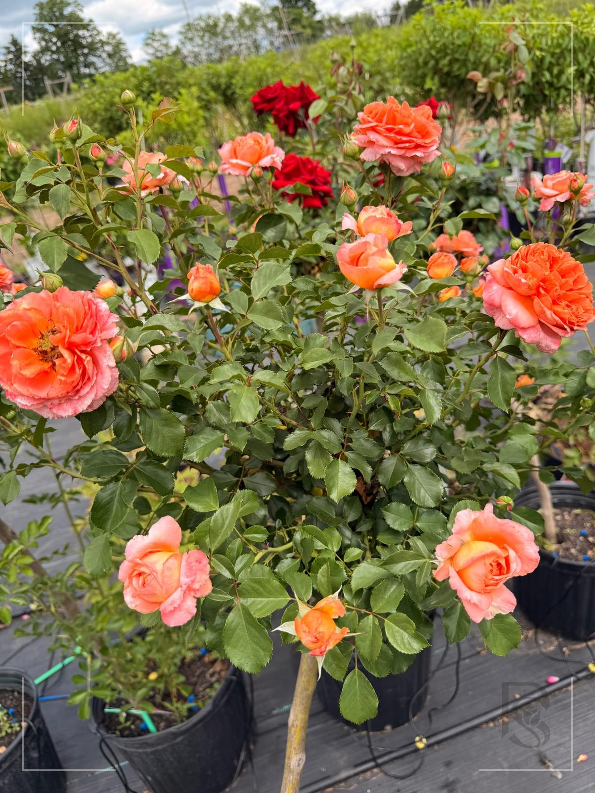 Adobe Sunrise rose plant from Rosestyle