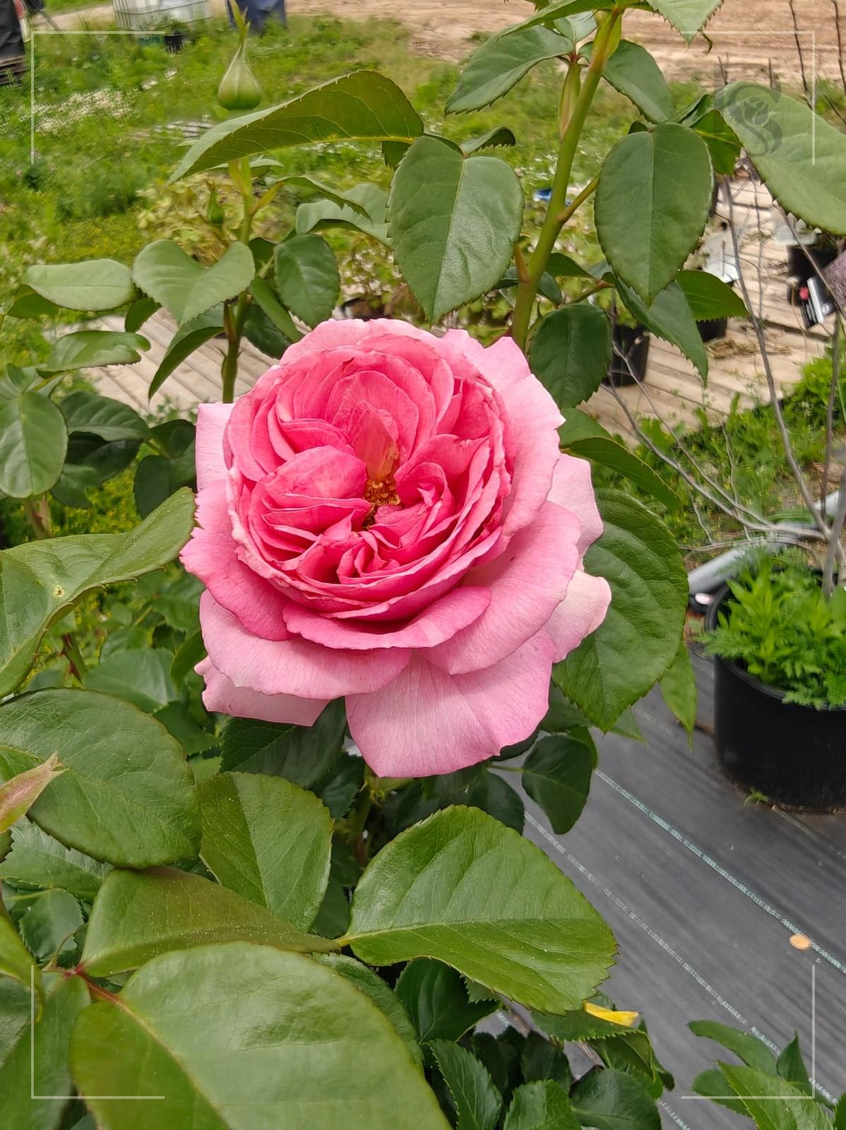 All Dressed Up rose plant from Rosestyle