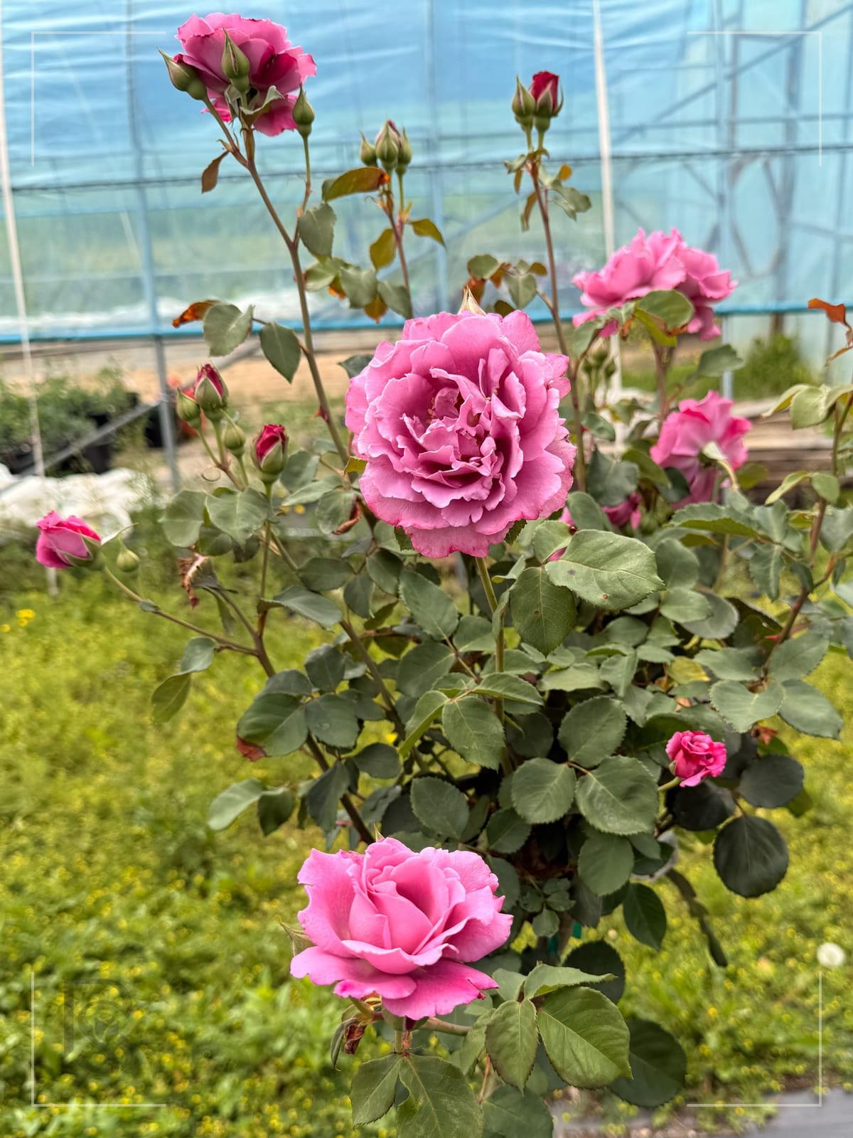 Angel Face rose plant from Rosestyle