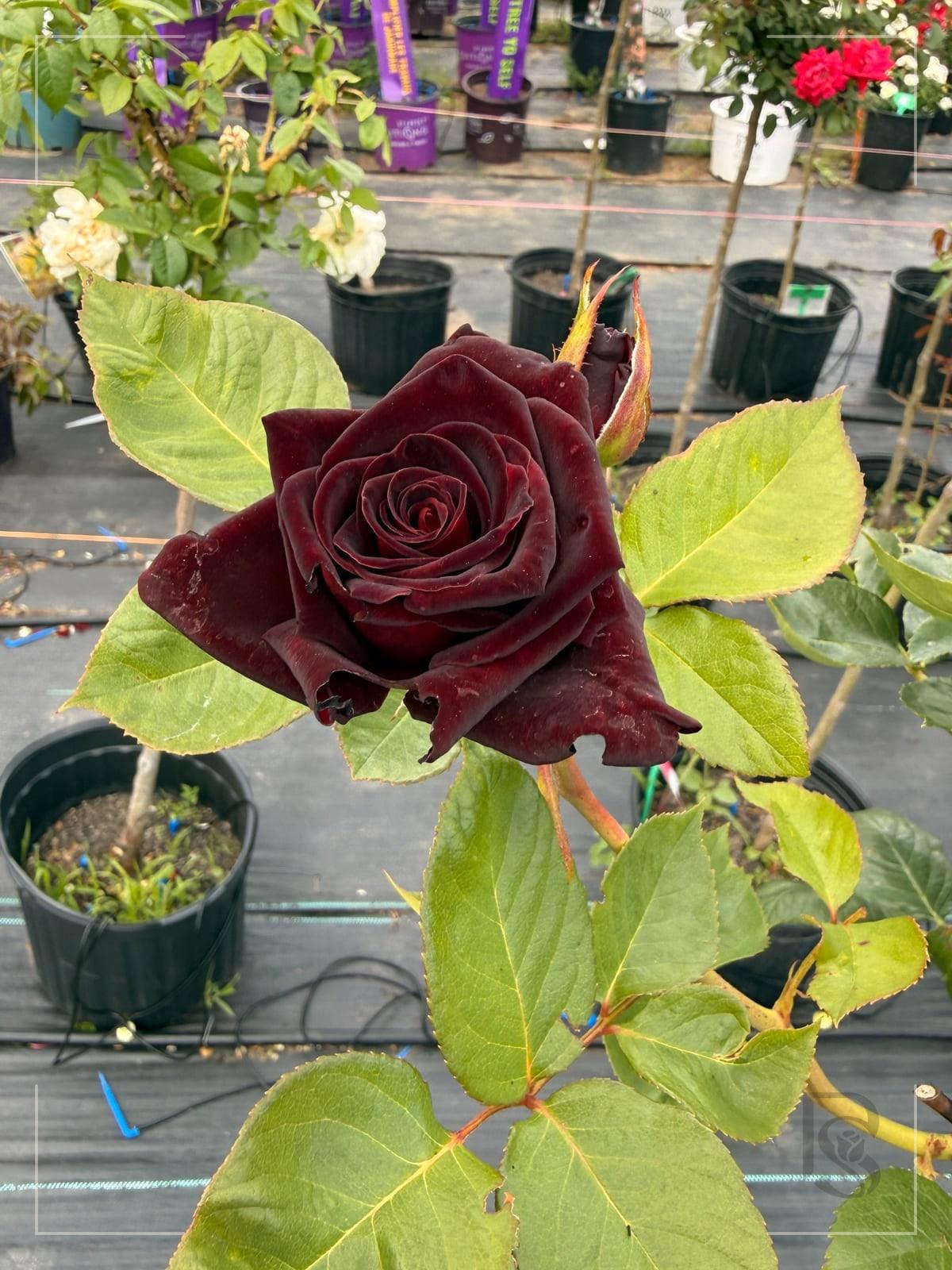 Black Baccara rose plant from Rosestyle