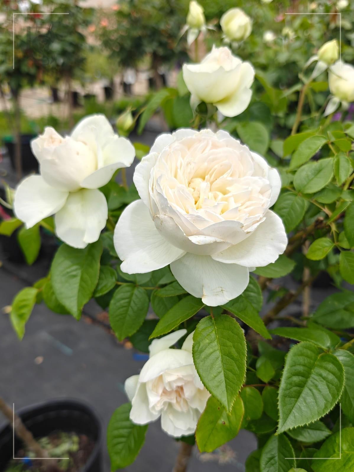Bolero rose plant from Rosestyle