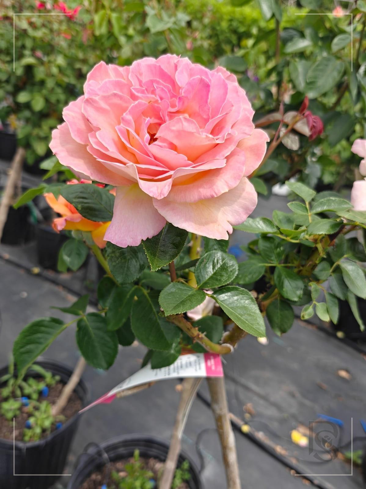 Elle rose plant from Rosestyle