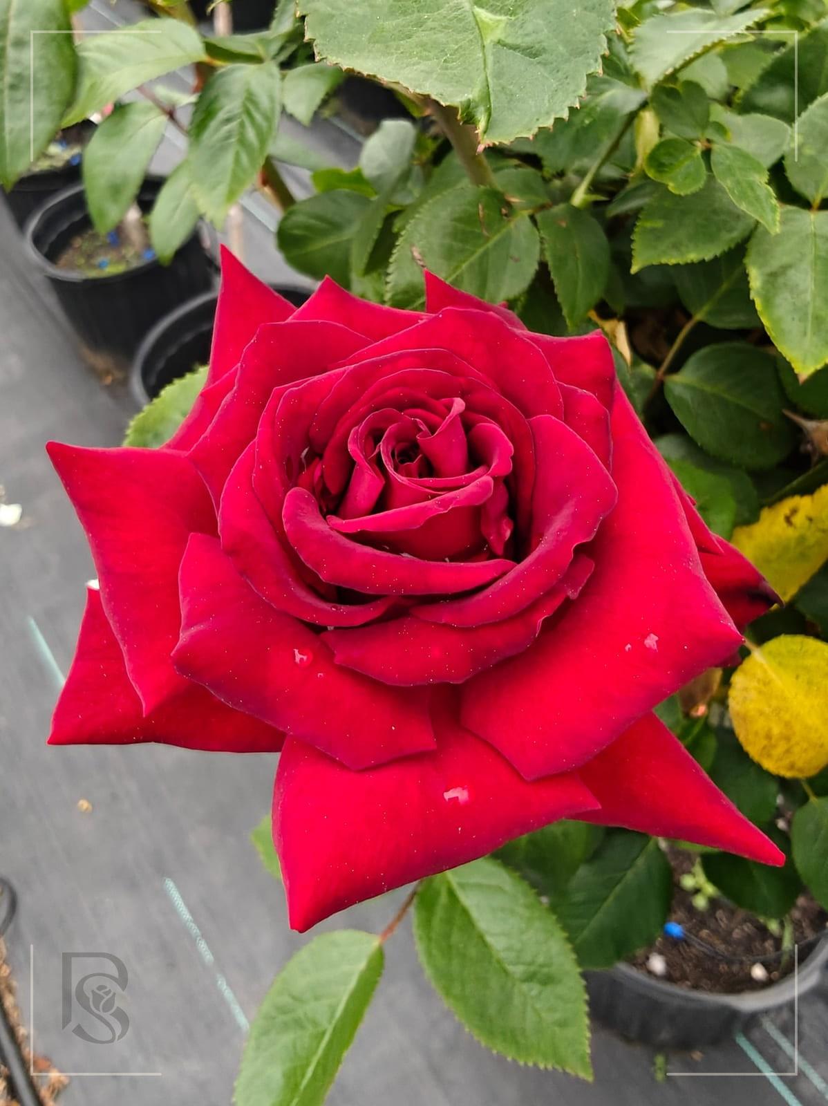 Ingrid Bergman rose plant from Rosestyle