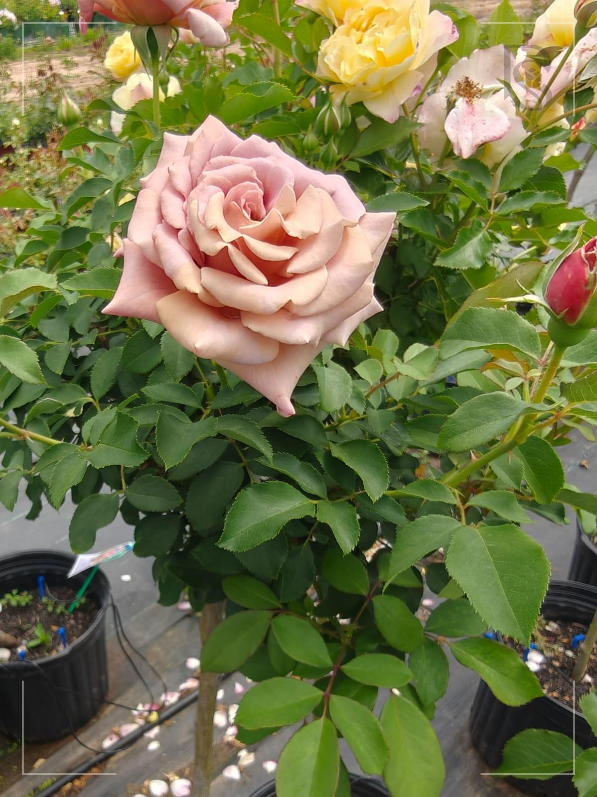Koko Loko rose plant from Rosestyle