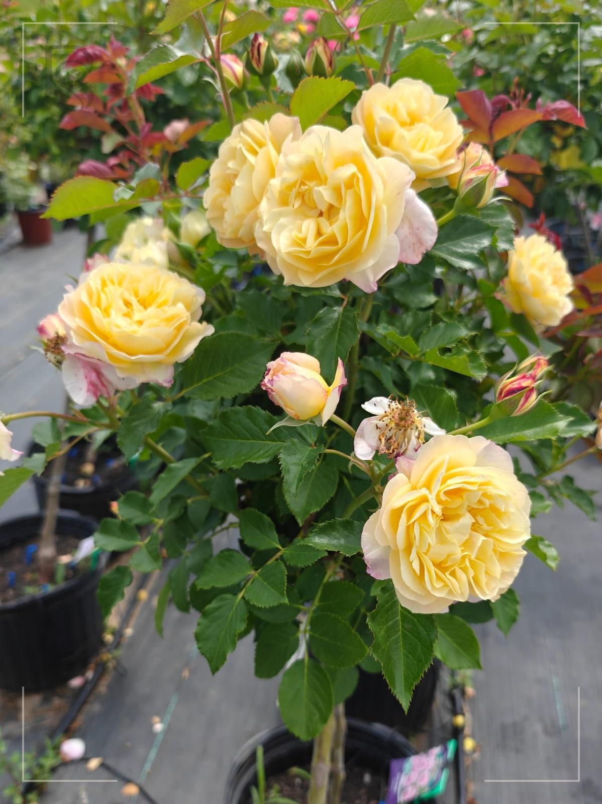 Life Of the Party rose plant from Rosestyle