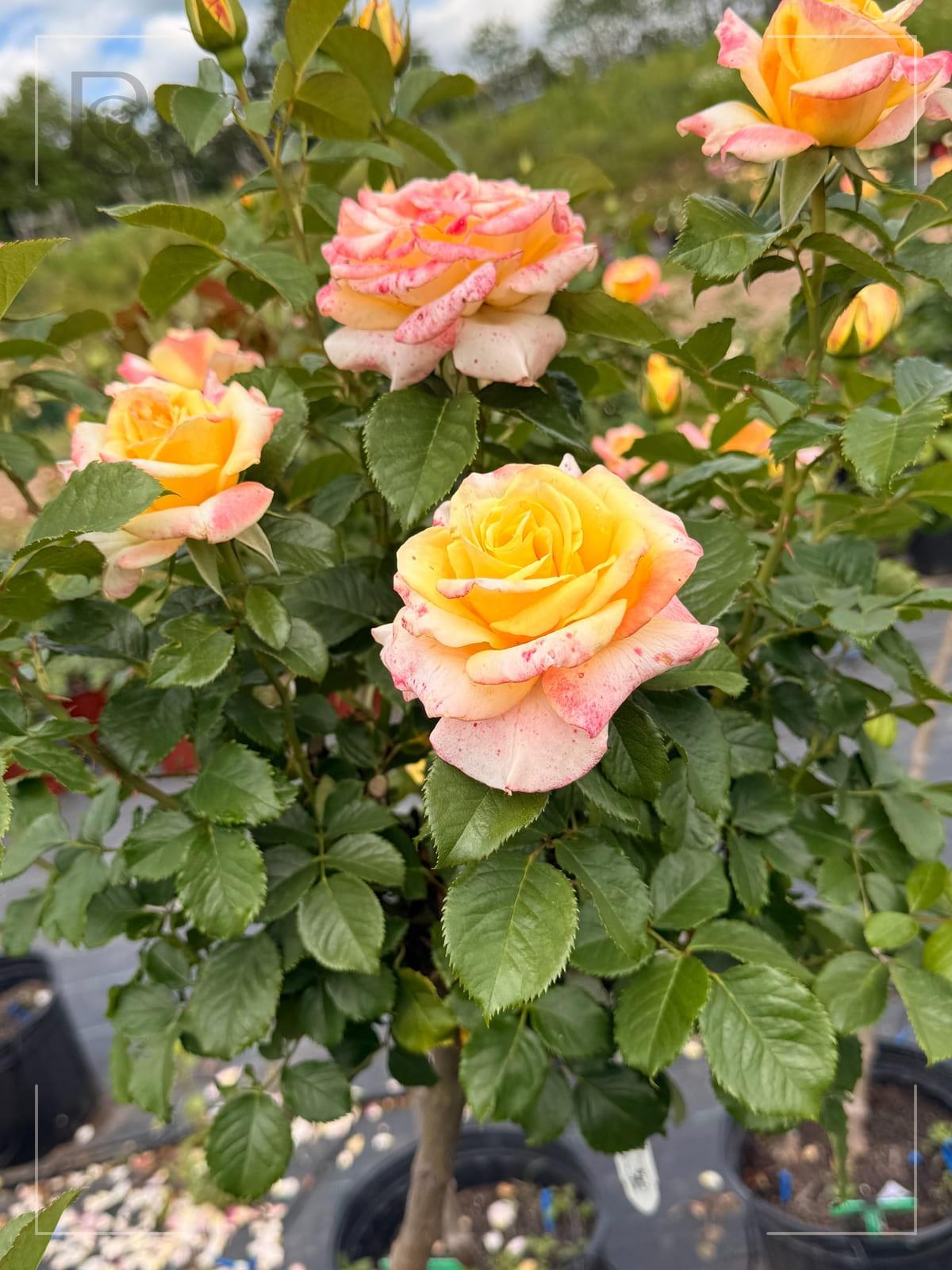 Make Me Blush rose plant from Rosestyle