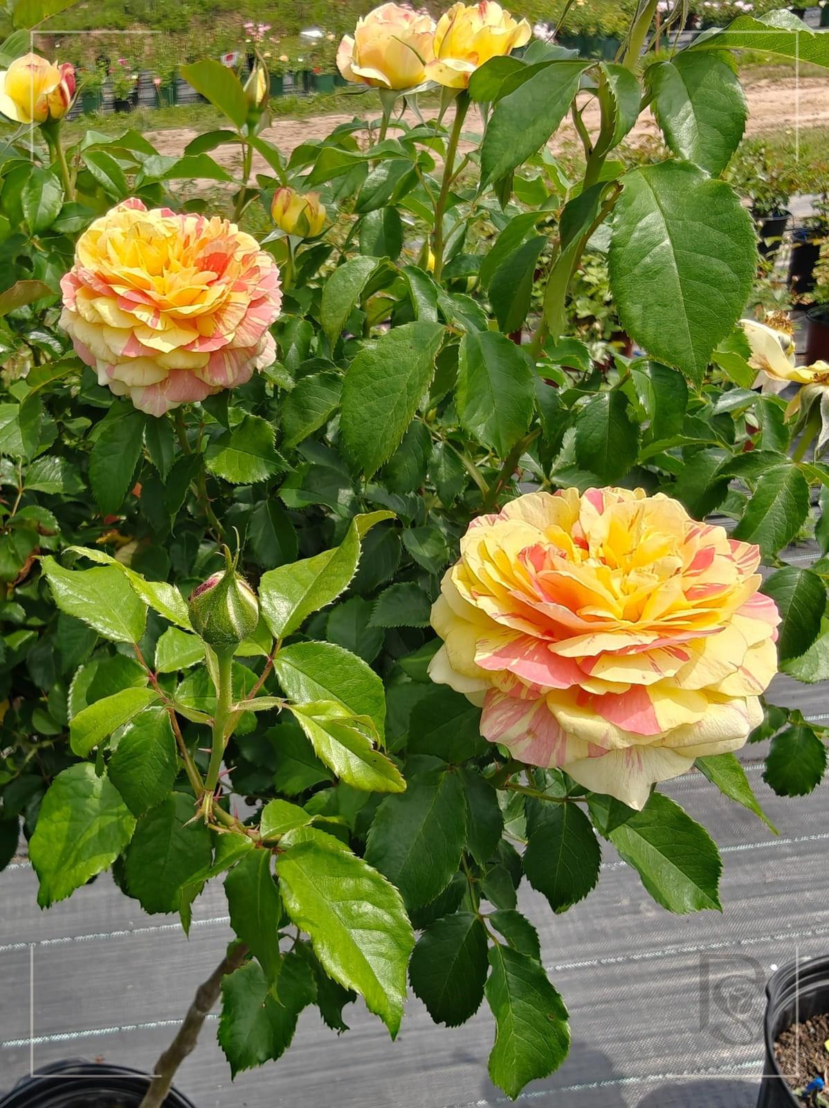 Pop Art rose plant from Rosestyle