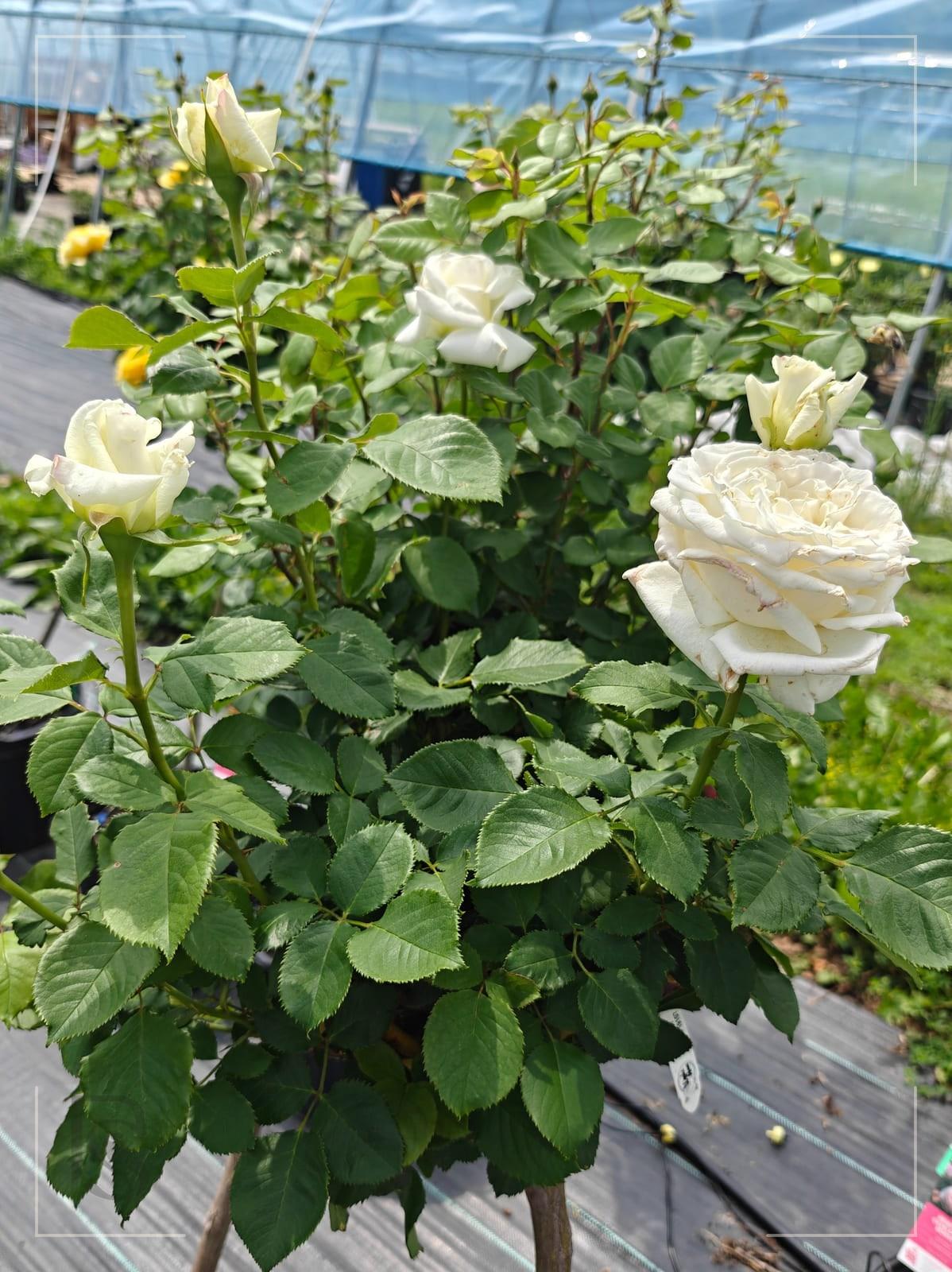 Pope John Paul II rose plant from Rosestyle