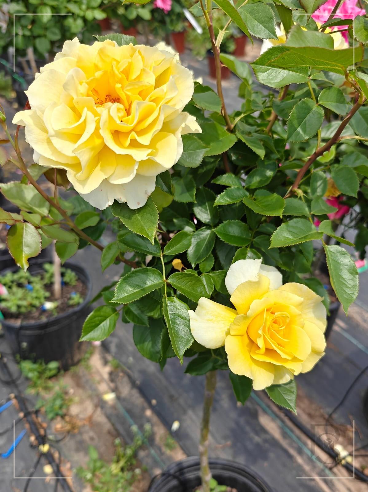 Quest For Zest rose plant from Rosestyle