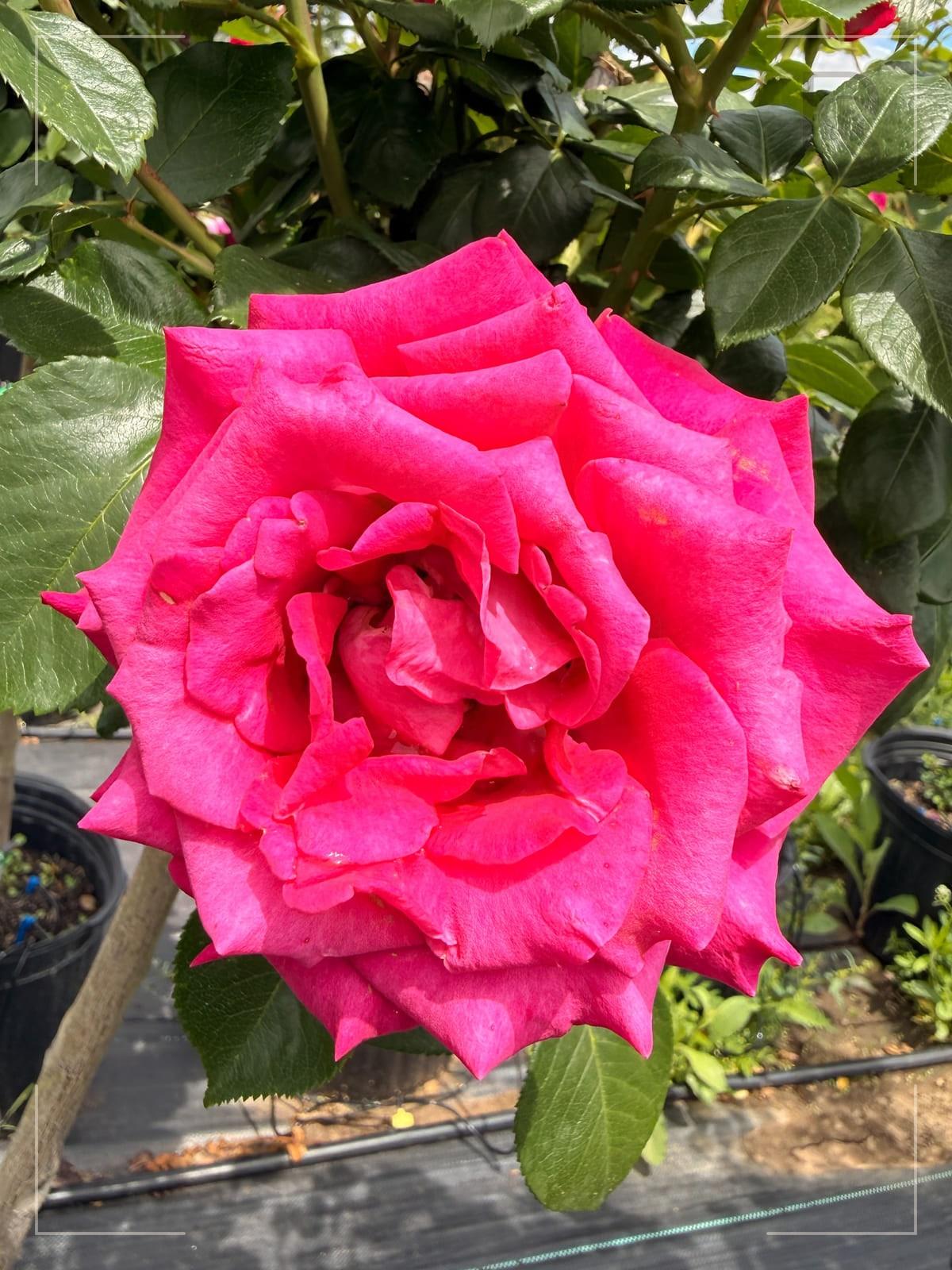 Stiletto rose plant from Rosestyle
