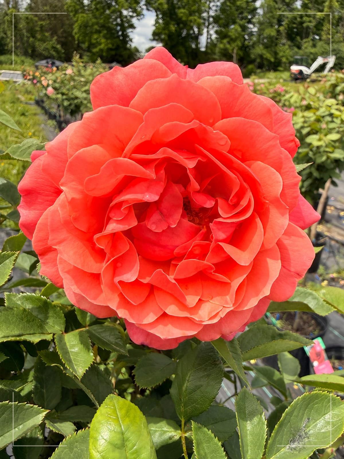 Uptown Girl rose plant from Rosestyle