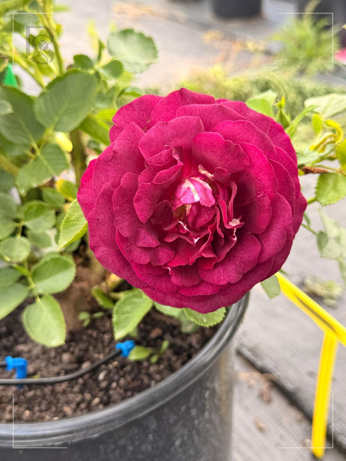 暮光区域 Rosestyle 鲜活玫瑰植株