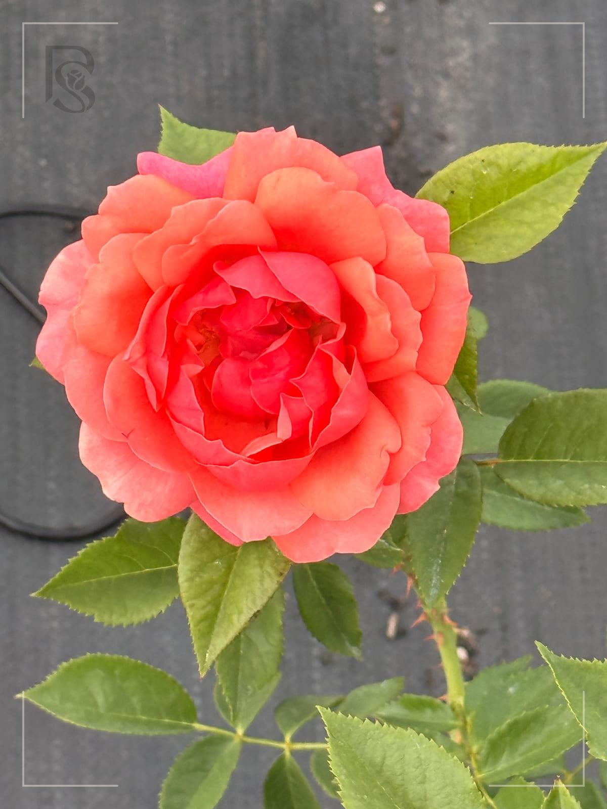 Uptown Girl rose plant from Rosestyle