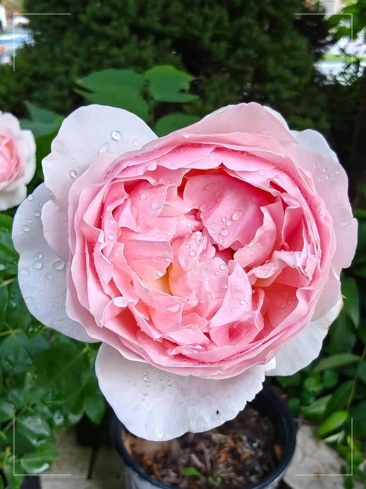Victorian Secret® rose plant from Rosestyle