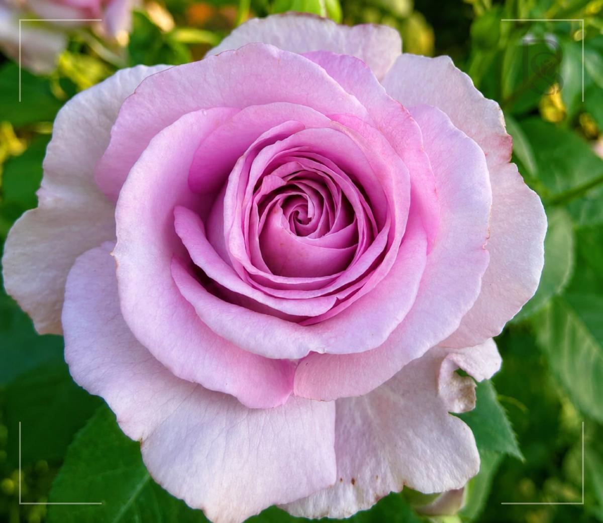 紫罗兰的骄傲 Rosestyle 鲜活玫瑰植株
