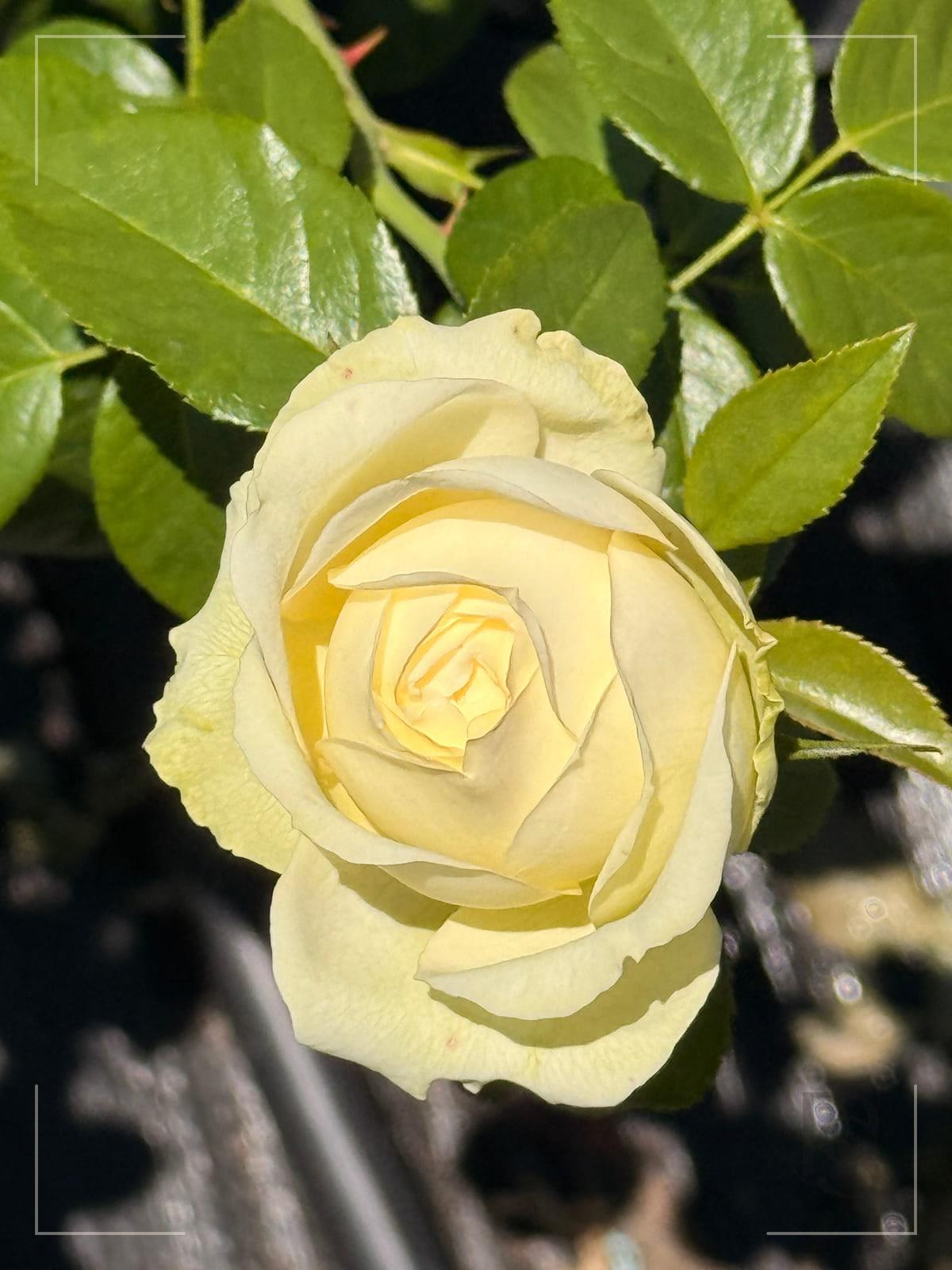 Wedding Piano® rose plant from Rosestyle