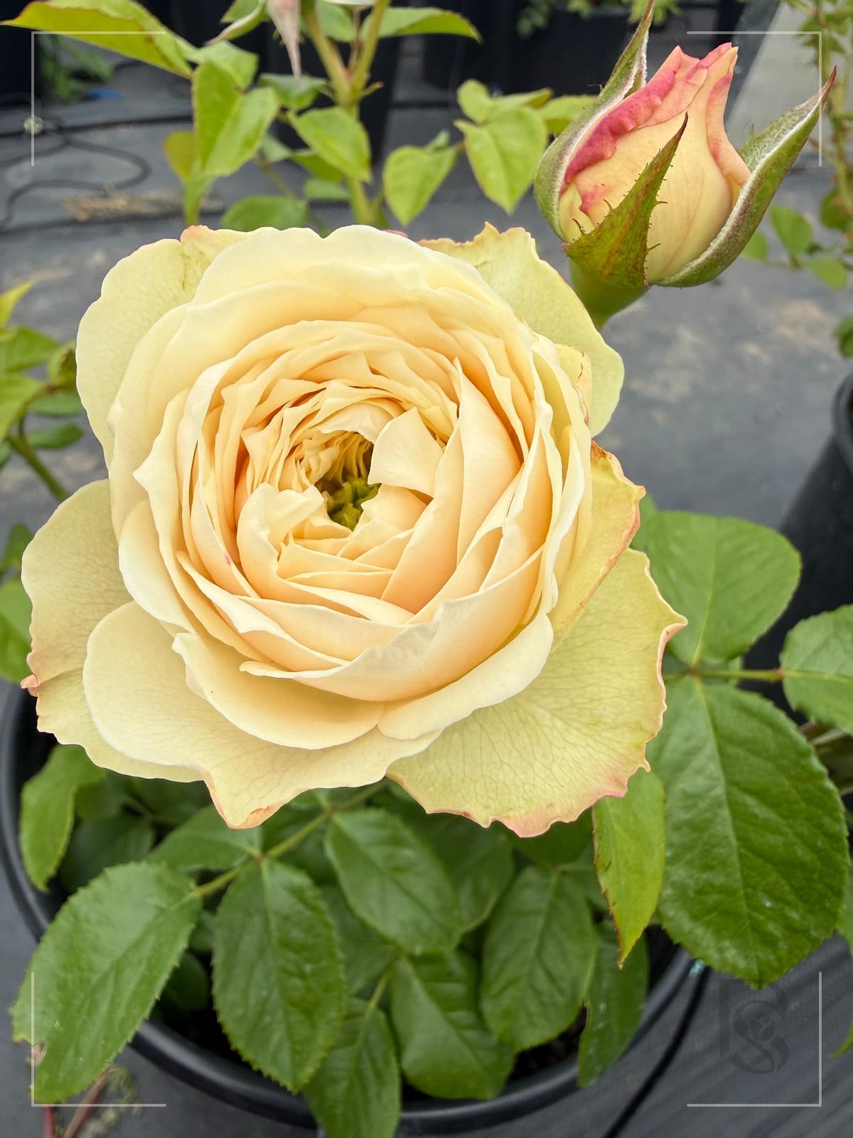 Whitby Abbey® rose plant from Rosestyle