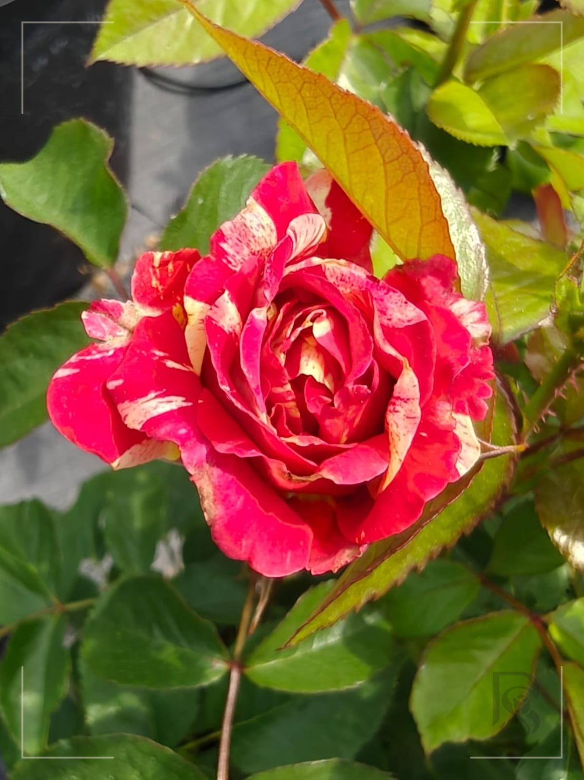 连胜 Rosestyle 鲜活玫瑰植株