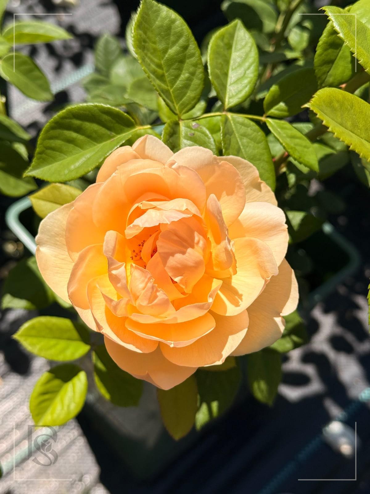 Wollerton Old Hall rose plant from Rosestyle