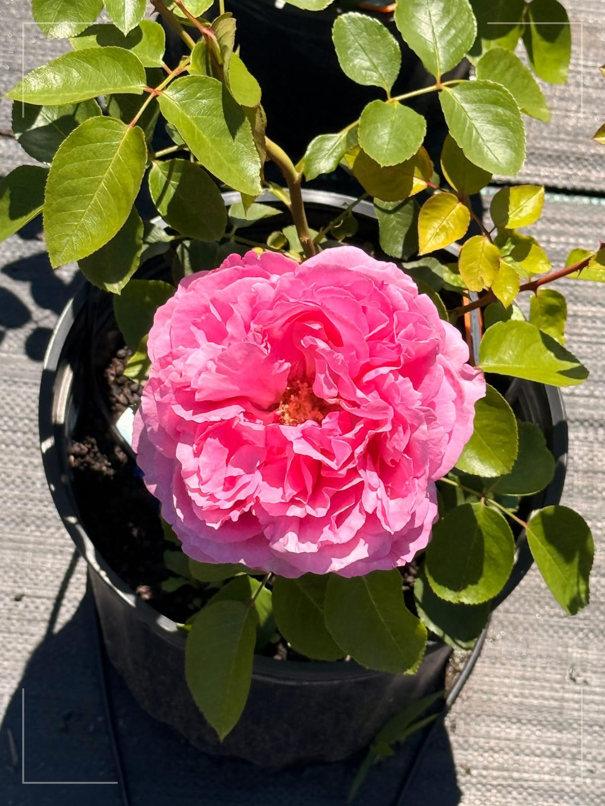 伊芙伯爵 Rosestyle 鲜活玫瑰植株