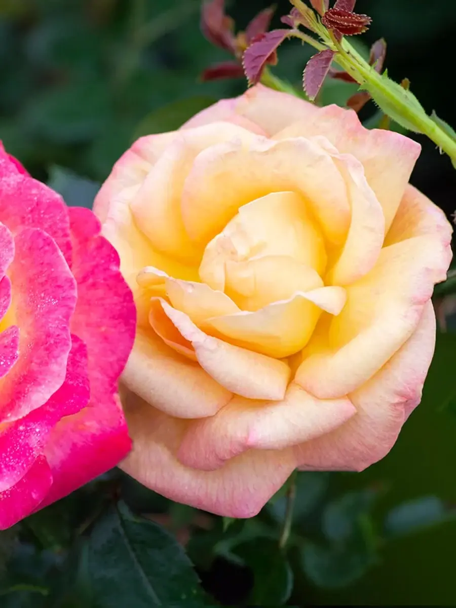 魔法和平玫瑰 Rosestyle 鲜活玫瑰植株