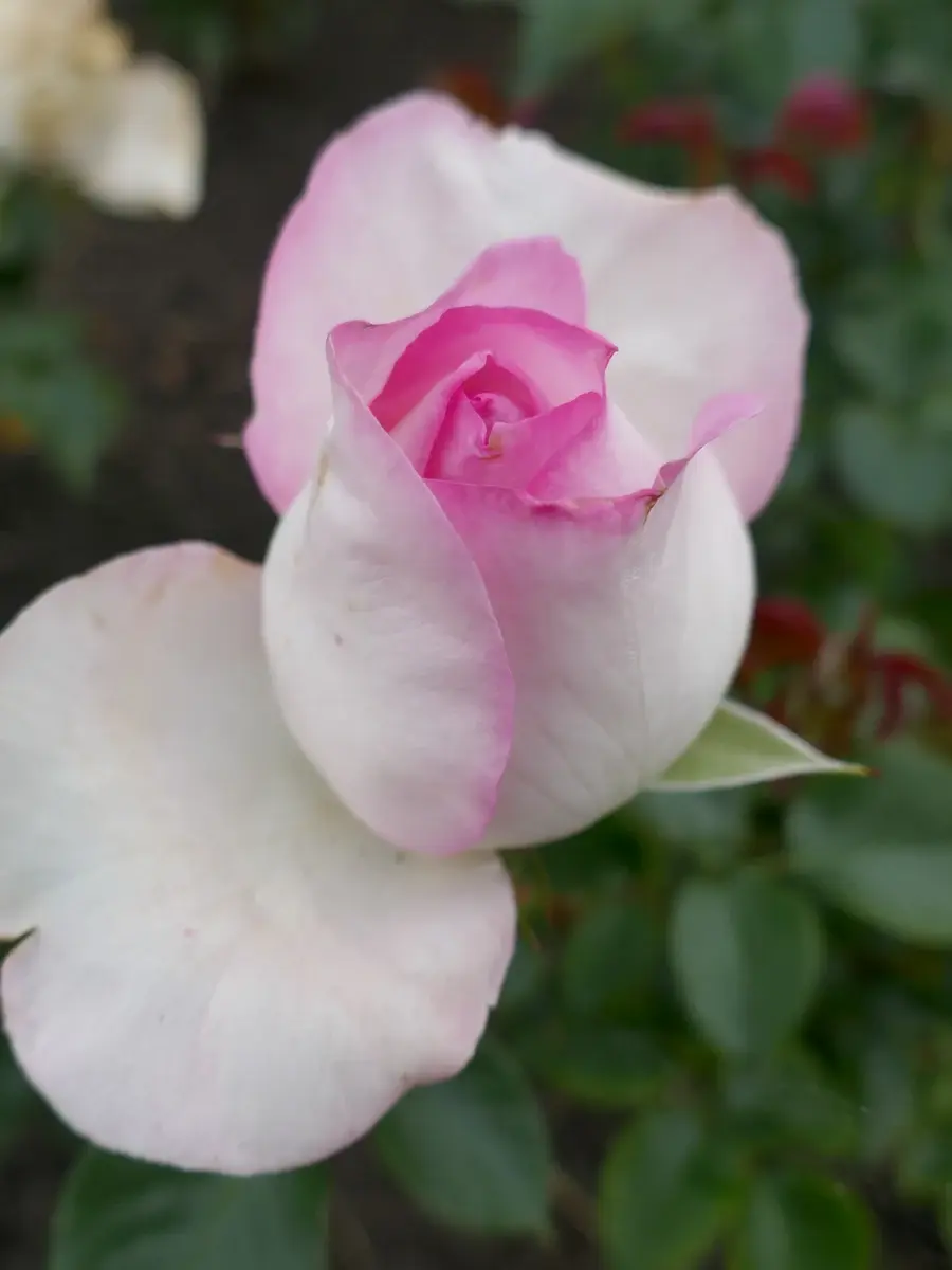Prom Night rose plant from Rosestyle