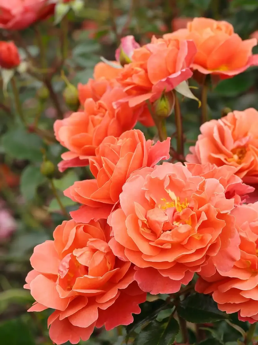 Theodor Fontane Rose™ rose plant from Rosestyle