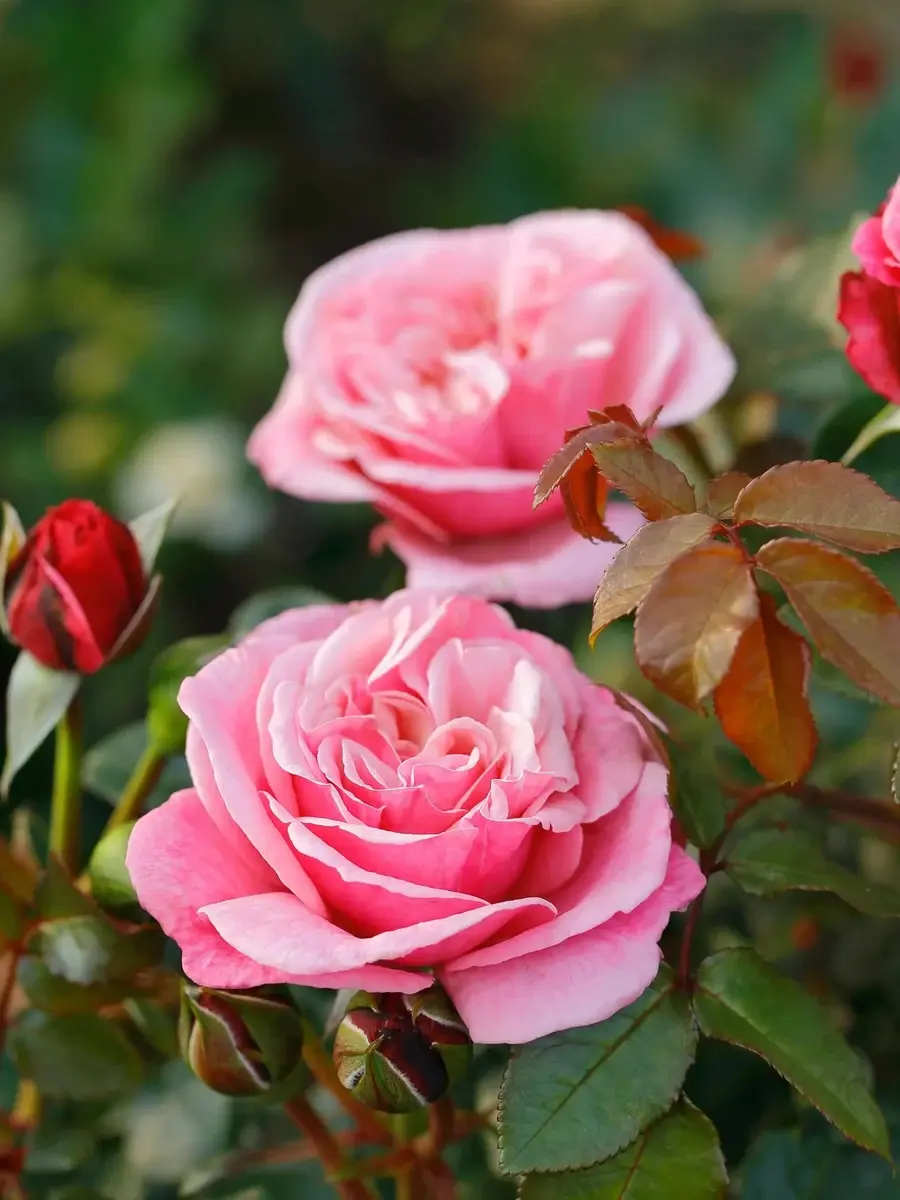 Wildberry™ rose plant from Rosestyle