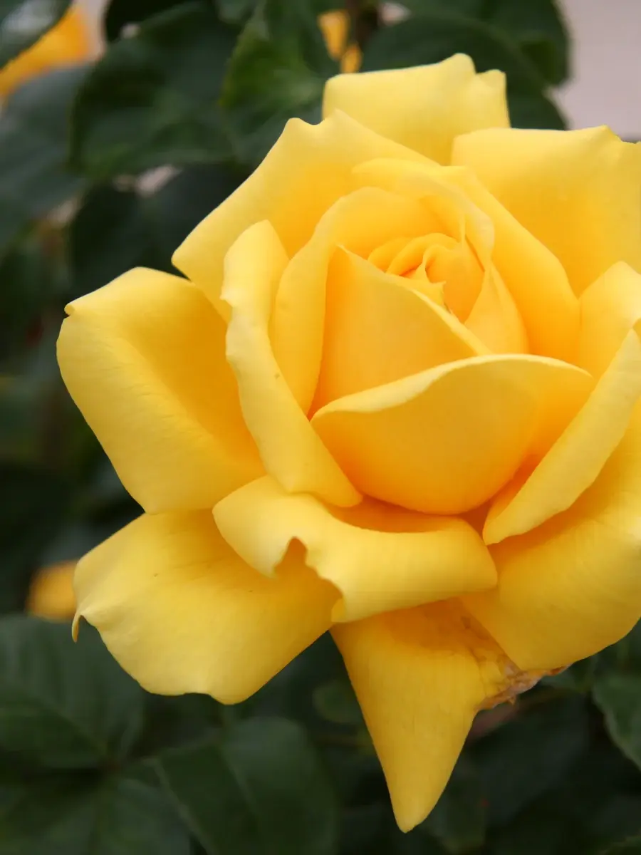 Gina Lollobrigida rose plant from Rosestyle