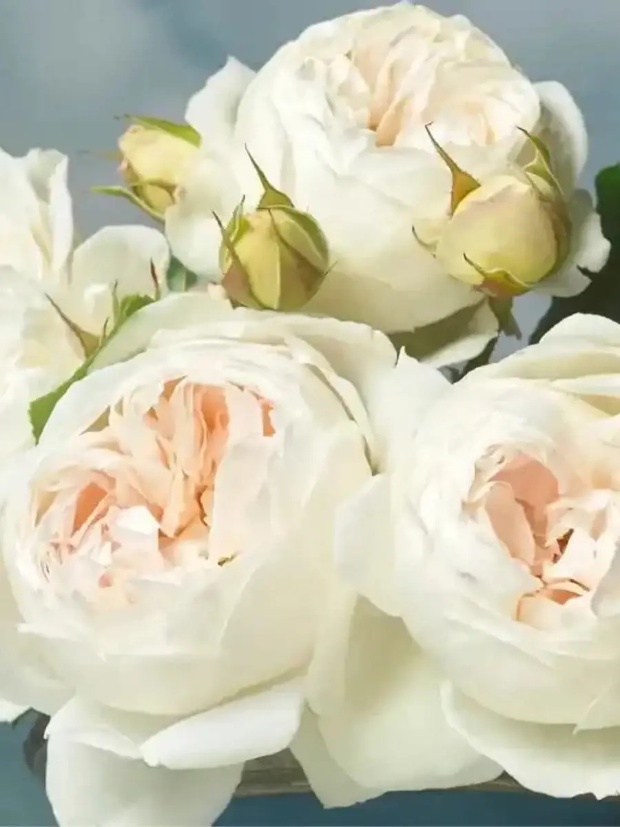 Royal Viking™ rose plant from Rosestyle