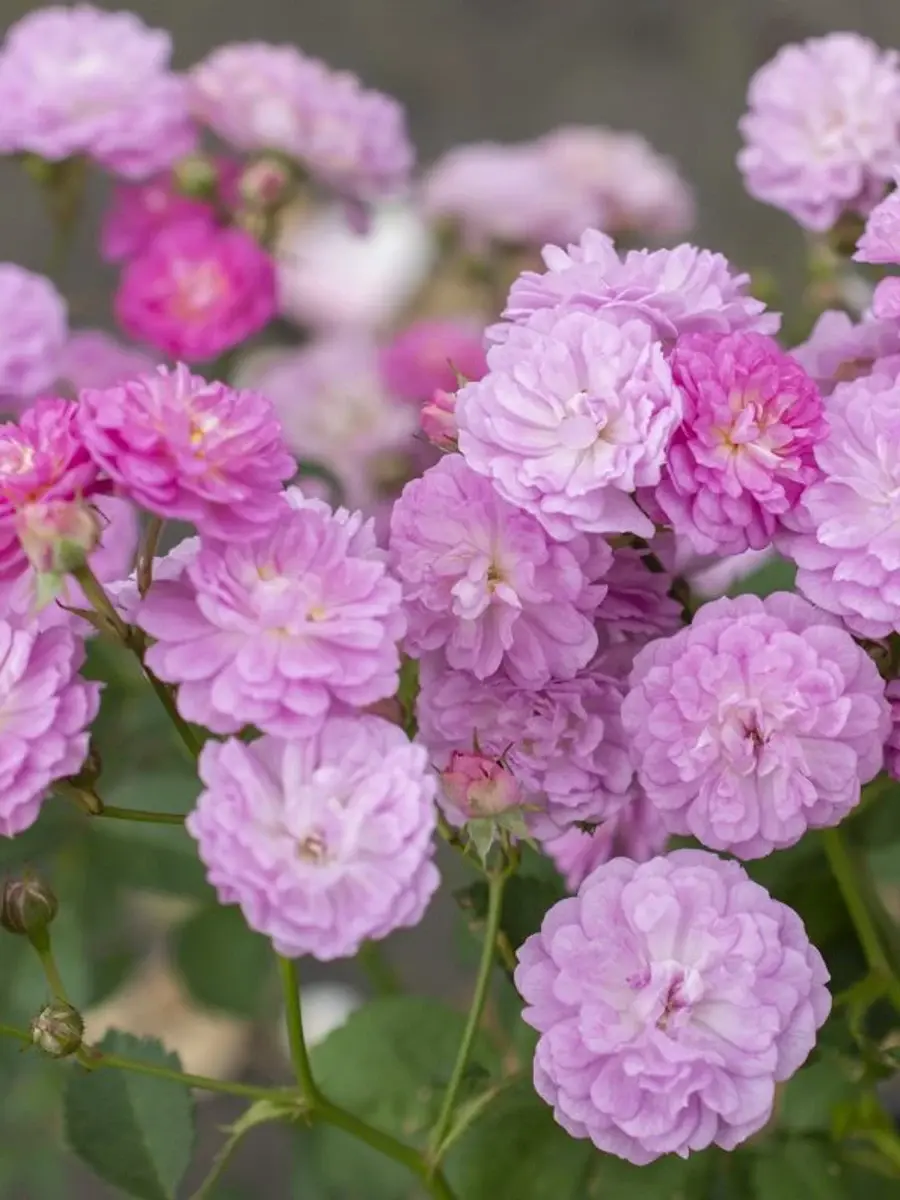 Pretty Polly Lavender rose plant from Rosestyle